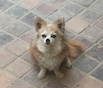Bruno